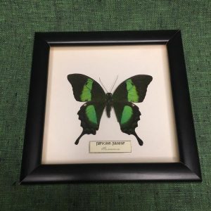 Бабочка «Парусник Палинур»